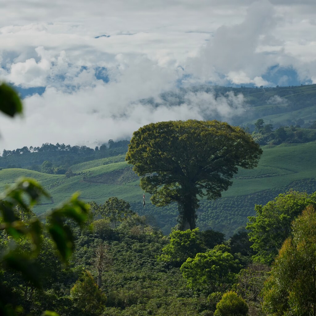 Aquiares regenerative land project